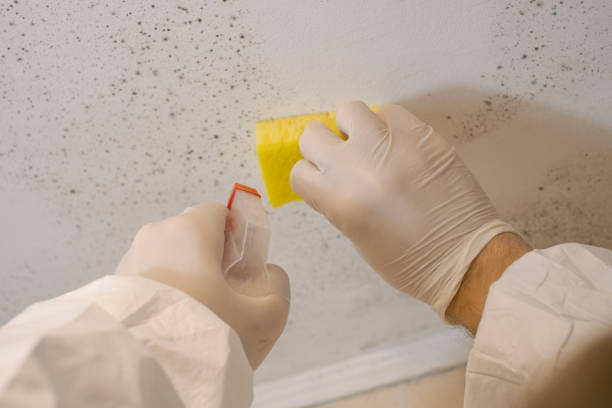 Burkburnett, TX Mold Inspection, Removal & Remediation Company